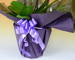 No R15 ギフトラッピング お供えb Sunday サンデーネットショップ